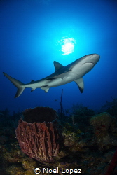 Caribbean reef shark, gardens of the queen, Cuba. by Noel Lopez 